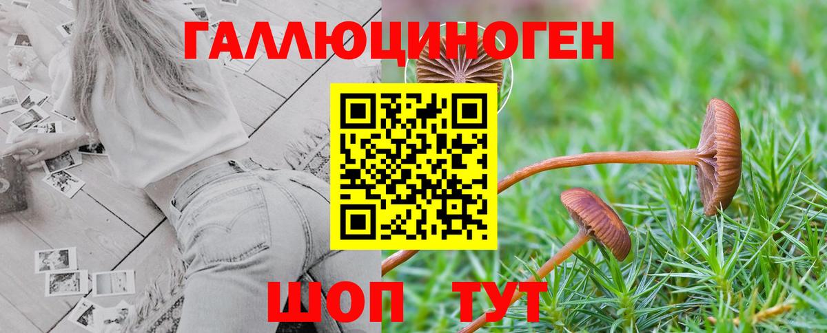 Галлюциногенные грибы Psilocybine cubensis Кудрово